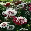 Dahlia flower garden wallpaper  screen for extension Chrome web store in OffiDocs Chromium
