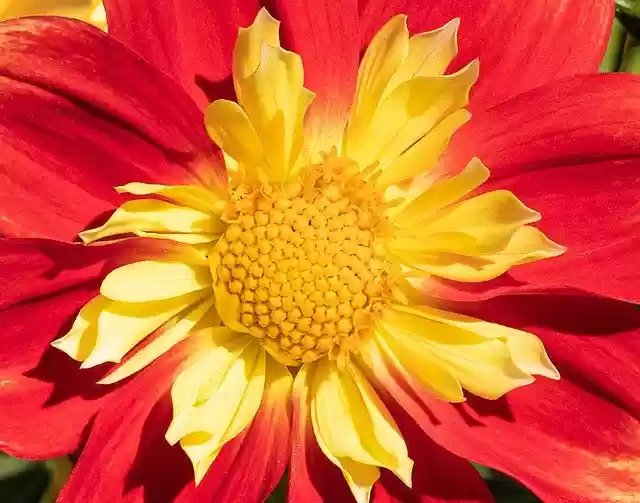 Free download Dahlia Flower Ornamental Plant -  free photo or picture to be edited with GIMP online image editor