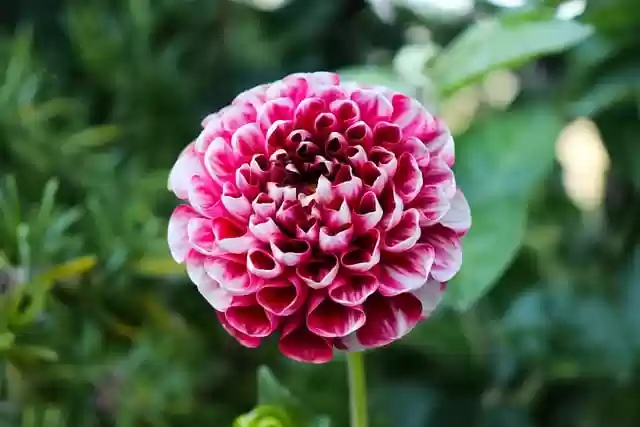 Free download dahlia flower plant bloom blossom free picture to be edited with GIMP free online image editor
