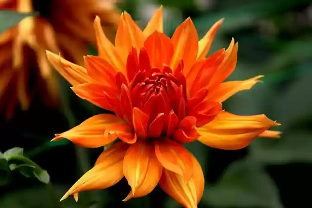 Free download dahlia flower plant petals garden free picture to be edited with GIMP free online image editor