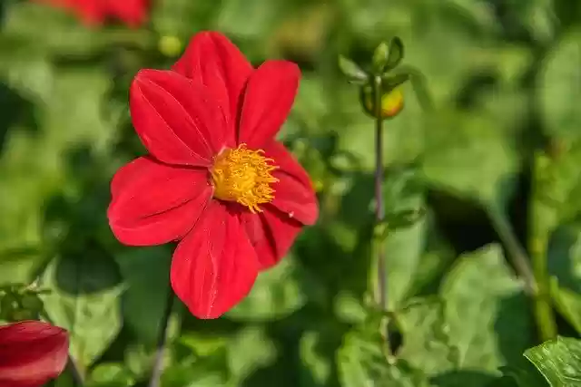Free download Dahlia Flower Red Garden -  free photo or picture to be edited with GIMP online image editor