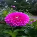 dahlia flower wallpaper  screen for extension Chrome web store in OffiDocs Chromium