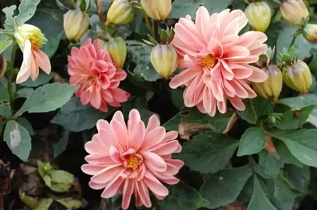 Bezpłatne pobieranie Dahlia Nature Flowers - bezpłatne, bezpłatne zdjęcie lub obraz do edycji za pomocą internetowego edytora obrazów GIMP