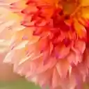 Dahlia Petals  screen for extension Chrome web store in OffiDocs Chromium