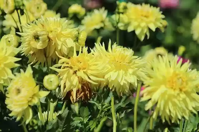 Free download Dahlias Flowers Yellow -  free photo or picture to be edited with GIMP online image editor