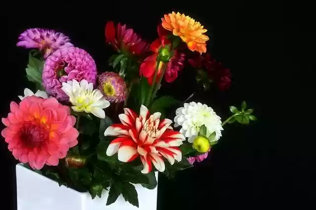 Free download Dahlias Vase Bouquet -  free photo or picture to be edited with GIMP online image editor