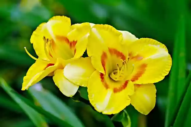 Free download daily lily flower nature free picture to be edited with GIMP free online image editor