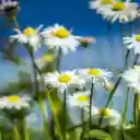 Daisies Bright, Skys Azure Kiss  screen for extension Chrome web store in OffiDocs Chromium
