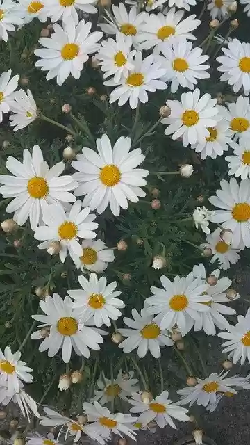 Free download Daisies Flowers Prato -  free photo or picture to be edited with GIMP online image editor