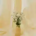 Daisies in a Flower Vase  screen for extension Chrome web store in OffiDocs Chromium