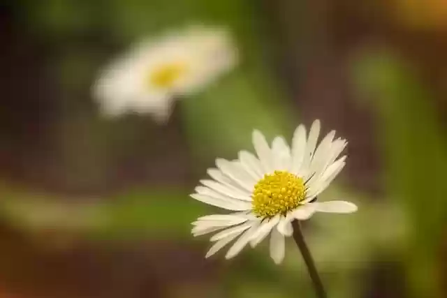 Gratis download madeliefjes zonlicht bloemen wit gratis foto om te bewerken met GIMP gratis online beeldbewerker