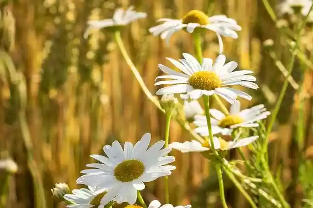 Free download daisies white flowers flowers free picture to be edited with GIMP free online image editor