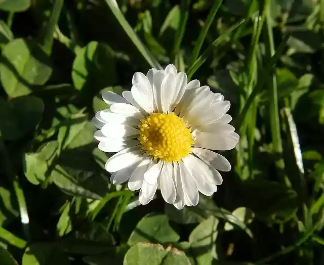 Free download daisy a thousand beautiful free picture to be edited with GIMP free online image editor