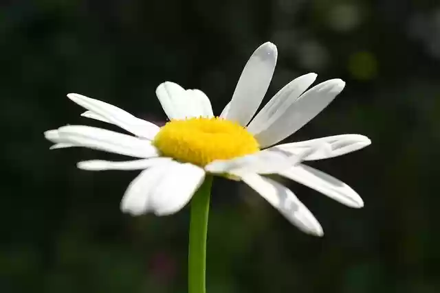 Free download Daisy Blossom Bloom -  free photo or picture to be edited with GIMP online image editor