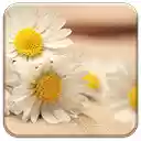 OffiDocs Chromium'daki Chrome web mağazası uzantısı için Daisy Days ekranı