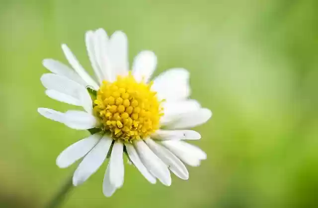 Free download daisy development visible shine free picture to be edited with GIMP free online image editor