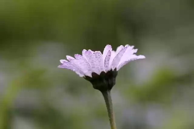 Free download Daisy Dew -  free photo or picture to be edited with GIMP online image editor