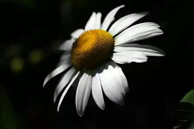 Free download daisy flower botany bloom blossom free picture to be edited with GIMP free online image editor