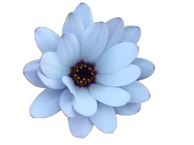 Free download Daisy Flower Floral -  free photo or picture to be edited with GIMP online image editor