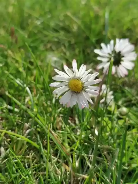 ດາວ​ໂຫຼດ​ຟຣີ Daisy Flower Grass - ຮູບ​ພາບ​ຟຣີ​ຫຼື​ຮູບ​ພາບ​ທີ່​ຈະ​ໄດ້​ຮັບ​ການ​ແກ້​ໄຂ​ກັບ GIMP ອອນ​ໄລ​ນ​໌​ບັນ​ນາ​ທິ​ການ​ຮູບ​ພາບ​