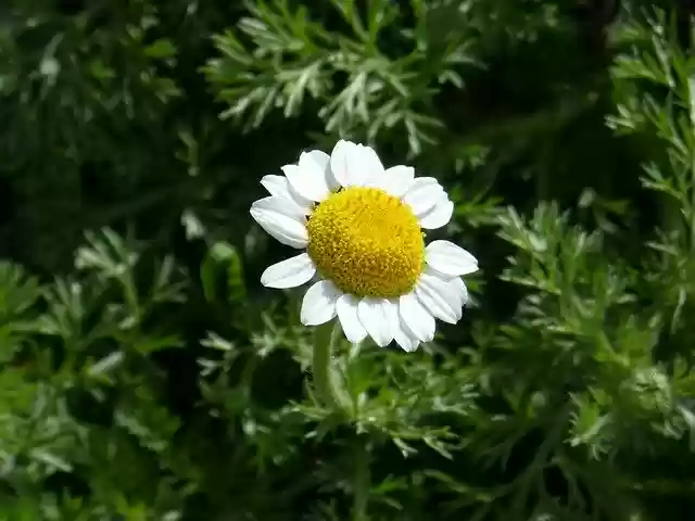 Free download Daisy Flower Petals -  free free photo or picture to be edited with GIMP online image editor