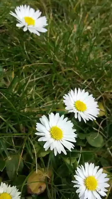 Free download Daisy Flowers -  free photo or picture to be edited with GIMP online image editor