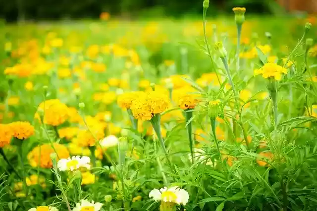 Free download Daisy Flowers Nature Bloom -  free photo or picture to be edited with GIMP online image editor