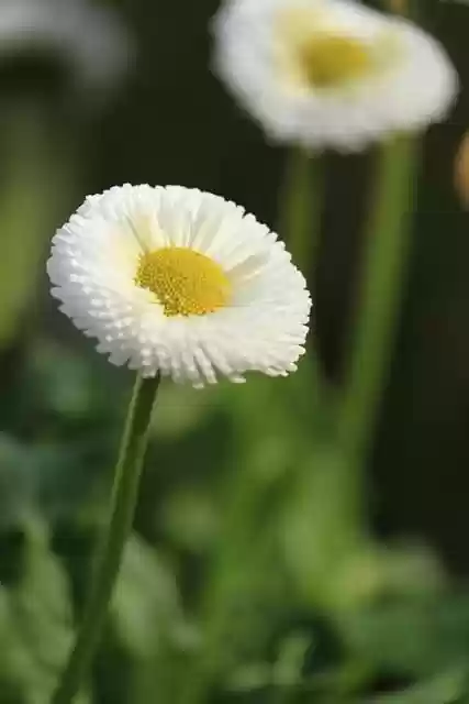 Free download daisy flower white flower spring free picture to be edited with GIMP free online image editor