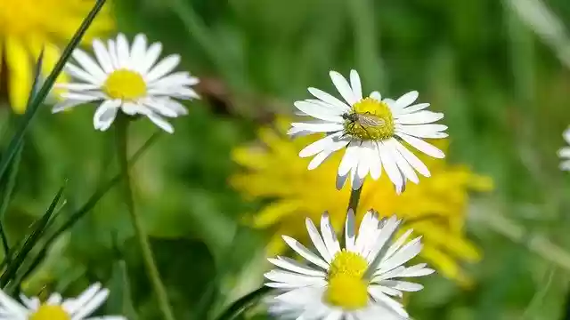Free download Daisy Fly Insect Pointed -  free photo or picture to be edited with GIMP online image editor
