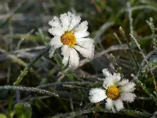 Free download daisy frost hoarfrost frozen dew free picture to be edited with GIMP free online image editor