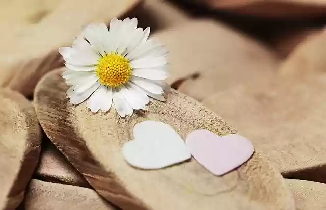 Free download daisy heart sweetheart thank you free picture to be edited with GIMP free online image editor