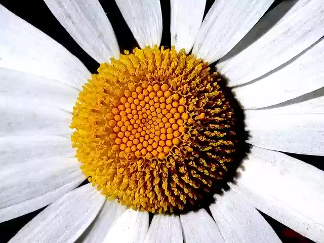 Free download Daisy Macro Flower -  free free photo or picture to be edited with GIMP online image editor