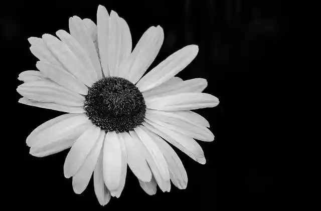 Free download Daisy Marguerite Flowers -  free photo or picture to be edited with GIMP online image editor