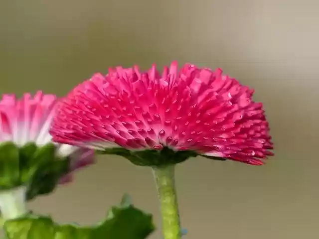 Free download Daisy Pink Flower -  free photo or picture to be edited with GIMP online image editor