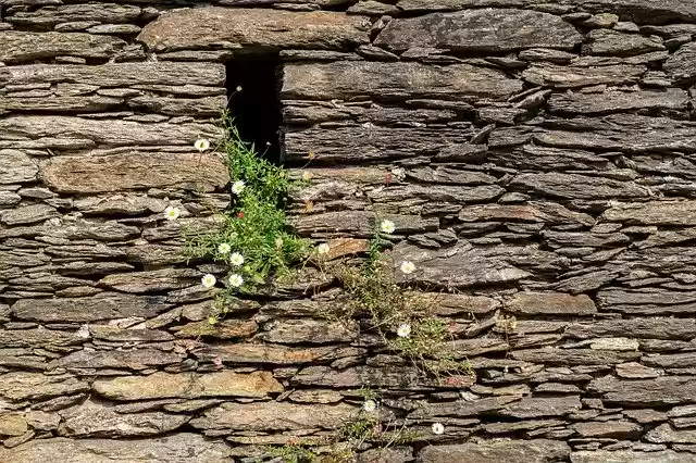 Free download Daisy Wall Flower -  free free photo or picture to be edited with GIMP online image editor