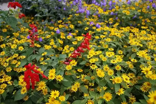 Free download Daisy Yellow Flowers -  free photo or picture to be edited with GIMP online image editor