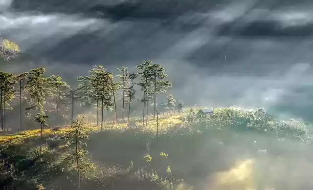 Free download da lat vietnam landscape tree free picture to be edited with GIMP free online image editor