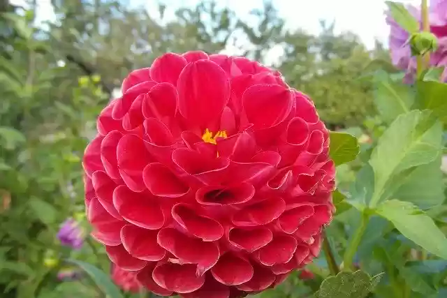 Free download Dalia Flower Red -  free photo or picture to be edited with GIMP online image editor