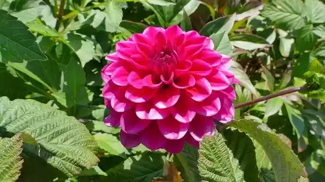 Free download Dalia Flower Summer -  free photo or picture to be edited with GIMP online image editor