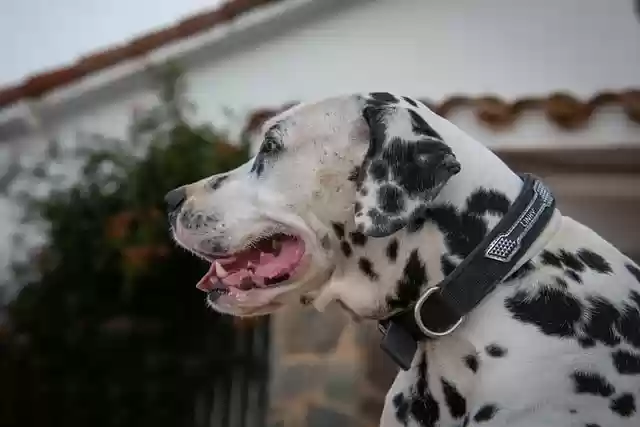 Free download dalmatian dog pet canine animal free picture to be edited with GIMP free online image editor