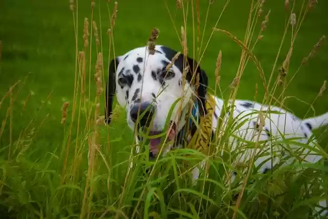 Free download Dalmatian Hiding Play Fight -  free photo or picture to be edited with GIMP online image editor
