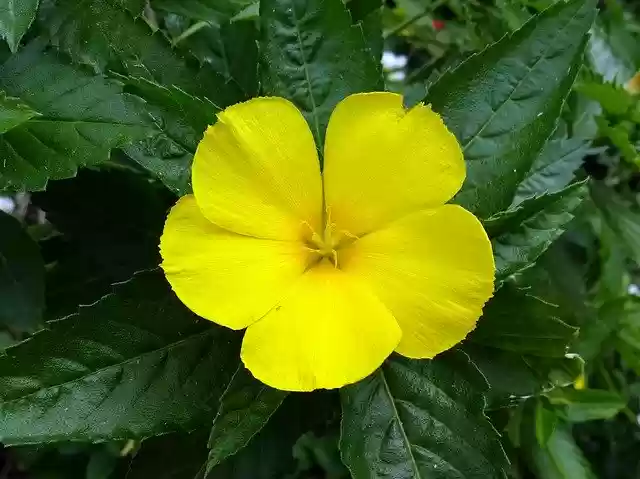 Free download Damiana Turnera Diffusa Yellow -  free photo or picture to be edited with GIMP online image editor