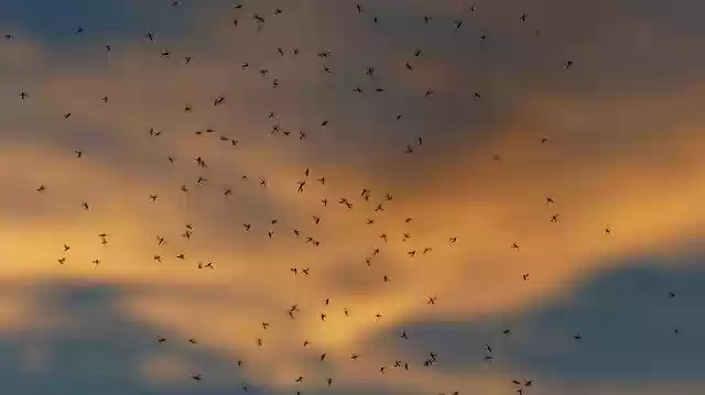 Free download dance schools mosquitoes masses free picture to be edited with GIMP free online image editor
