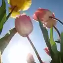 Dancing Tulips screen para sa extension ng Chrome web store sa OffiDocs Chromium