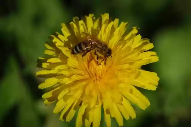 Free download dandelion bee yellow flower free picture to be edited with GIMP free online image editor