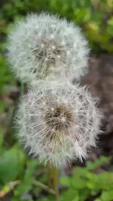 Free download Dandelion Blossom Bloom -  free photo or picture to be edited with GIMP online image editor