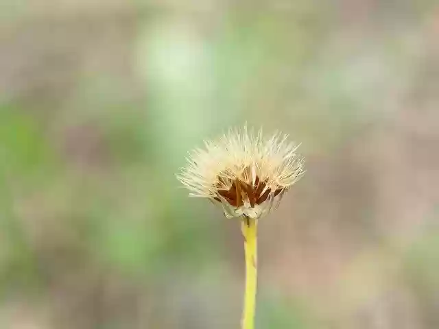 Ücretsiz indir Karahindiba Bokeh Çiçeği - GIMP çevrimiçi resim düzenleyiciyle düzenlenecek ücretsiz fotoğraf veya resim