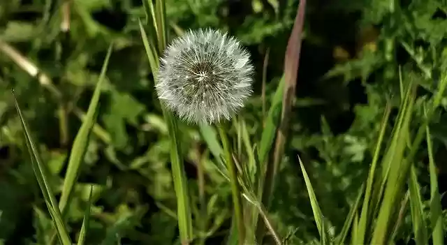 Free download Dandelion Close Up Macro -  free photo or picture to be edited with GIMP online image editor
