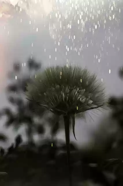 Free download Dandelion Evening Light -  free photo or picture to be edited with GIMP online image editor
