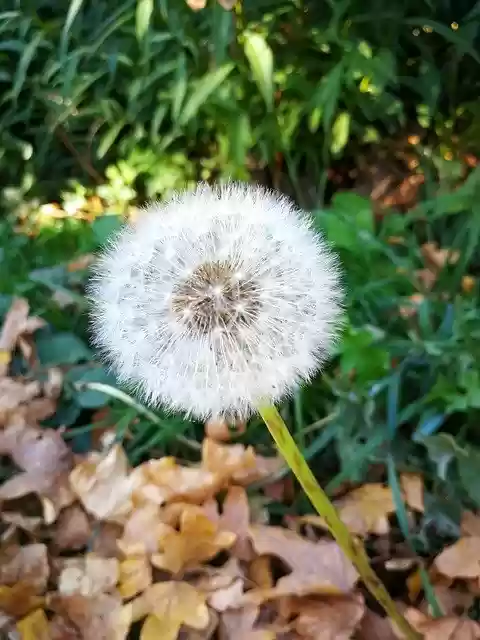 Free download Dandelion Flower -  free photo or picture to be edited with GIMP online image editor